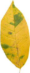 Close up of dry yellow leaf in autumn