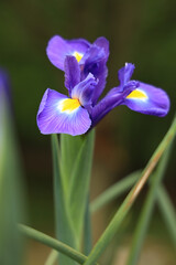A beautiful blue french iris in bloom