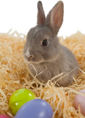Naklejka premium Bunny on nest with Easter egg