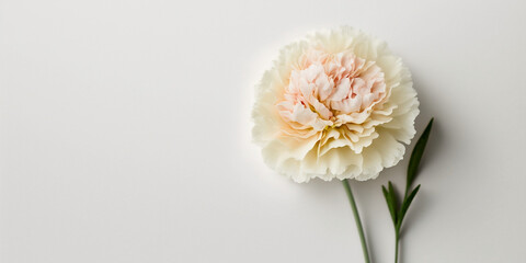 Carnation flower isolated on white background. Happy Mother's Day, Birthday, anniversary or Valentine's Day concept background. Generative AI
