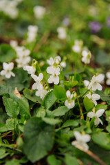 Vertical shot of some rare white violets in a fresh green forest in spring time.