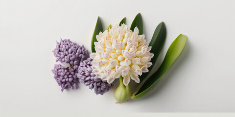 Hyacinth flower isolated on white background. Happy Mother's Day, Birthday, anniversary or Valentine's Day concept background. Generative AI