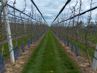 View of an orchard in spring with the first buds