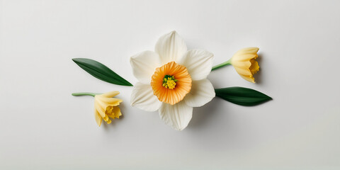 Narcissus flowers isolated on white background. Happy Mother's Day, Birthday, anniversary or Valentine's Day concept background. Generative AI