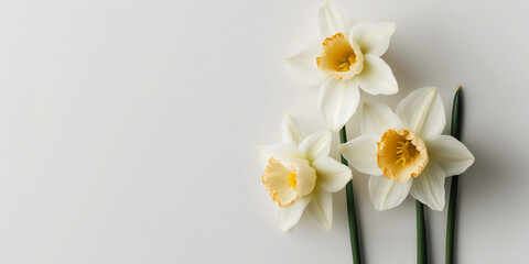 Naklejka na ściany i meble Narcissus flowers isolated on white background. Happy Mother's Day, Birthday, anniversary or Valentine's Day concept background. Generative AI