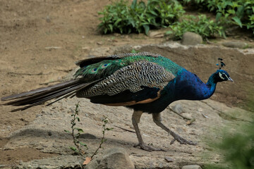 Obraz premium A magnificent peacock with a long tail and feathers walks through the park. Beautiful large blue bird.