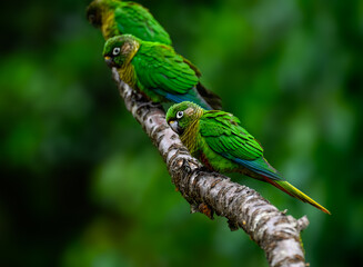 Marron-bellied Parakeet portrait on stick on green background