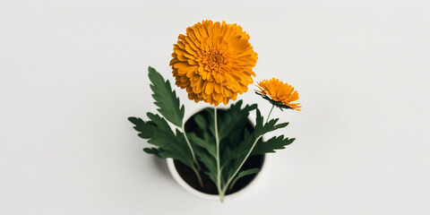 Marigold flowers isolated on white background. Happy Mother's Day, Birthday, anniversary or Valentine's Day concept background. Generative AI