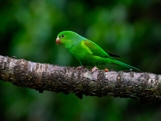 Plain Parakeet on tree branch against dark green background