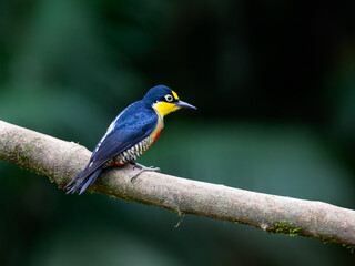 Yellow-fronted Woodpecker portrait on tree  branch against green background
