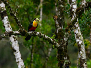 Red-breasted Toucan perched on tree branch