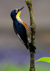 Yellow-fronted Woodpecker portrait on tree trunk against green background