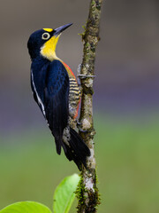 Naklejka premium Yellow-fronted Woodpecker portrait on tree trunk against green background