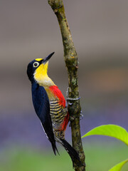 Yellow-fronted Woodpecker portrait on tree trunk against green background