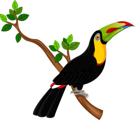 toucan in the tree