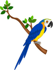 blue and yellow macaw © ayub