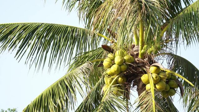 palm tree with coconut