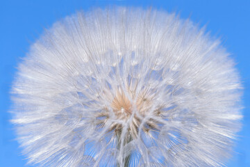 Blue abstract Dandelion flower background. Freedom to Wish. Seed macro close up. Fragility. Beautiful flower dandelion on a background of clear blue sky. Taraxacum Erythrospermum. Macro Nature