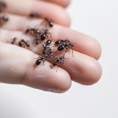 A lot of ants on the palm close-up, ants crawl on the hand, ai generative