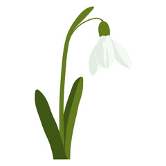 A white snowdrop flower with a green stem and leaves on a white background.