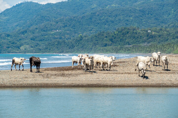 cows looking for food at the stony beach in Costa Rica
