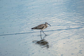 a Long-Billed Curlew hunting for breakfast along the shore in Guanacaste, Costa Rica