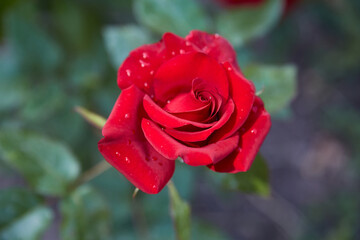 Red rose flower. Dewdrop on flower petals.