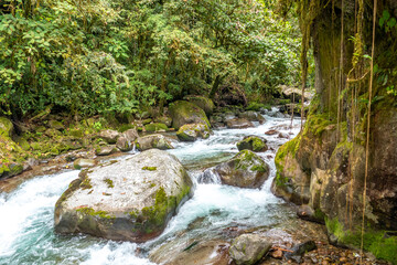 Cloudbridge is a private nature reserve that stretches from 1550m to 2600m (5085-8530 ft) in the Talamanca mountains of Costa Rica.