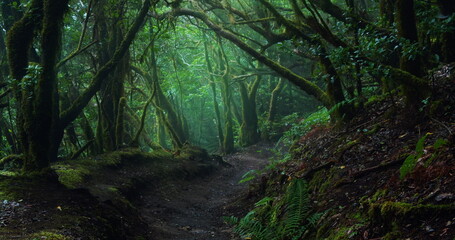 Mystic laurel tree forest with hiking trail in cloudy mist weather on island Tenerife. Dark woodland.