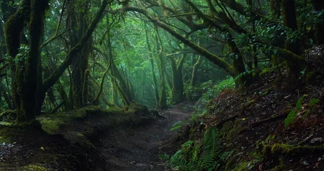 Fotobehang Canarische Eilanden Mystic laurel tree forest with hiking trail in cloudy mist weather on island Tenerife. Dark woodland.