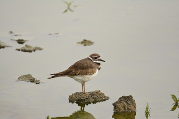 Killdeer on the mud