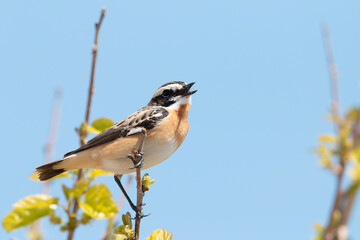 Whinchat  (Saxicola rubetra) in its natural habitat.