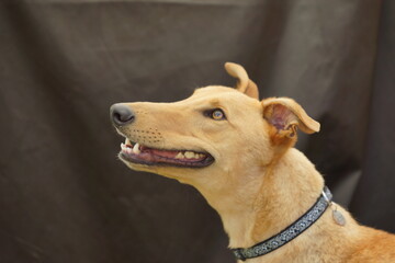 Smiling yellow greyhound dog