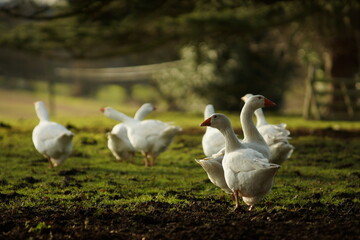 Geese in a field
