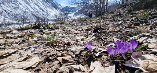 spring crocus, giant crocus vernus species in Family Iridaceae, native to the Alps, the Pyrenees,...