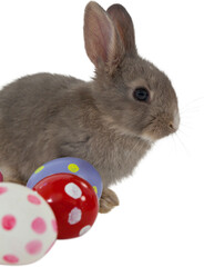 Naklejka premium Bunny with polka dot Easter eggs