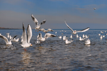Seagulls rest on the water, take off, catch bread that is thrown to them