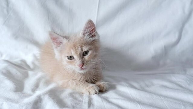 Cute little ginger kitten lies and falls asleep on a white blanket