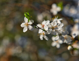 Fototapeta na wymiar white blooming flowers on spring