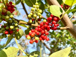 The color of pink pepper lights up the green fields in autumn