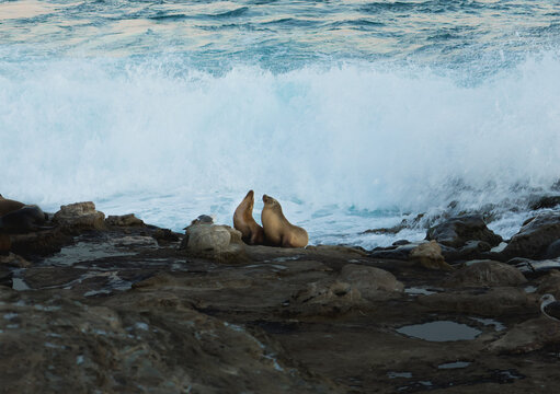 California Sea Lions At La Jolla Cove In California