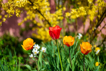 nice tulips in the garden