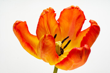 Obraz na płótnie Canvas nice tulips in the vase