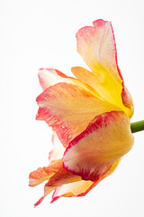 nice tulips in the vase