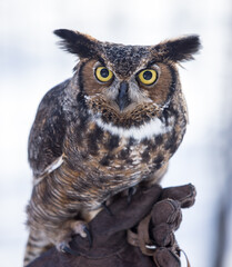 great horned owl