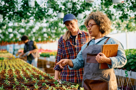 Female workers analyzing growth of seedlings in plant nursery.