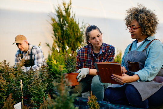 Garden center workers using digital tablet while working with tree saplings. - Powered by Adobe