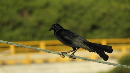 Pássaro preto conhecido na Colômbia como maria-mulata