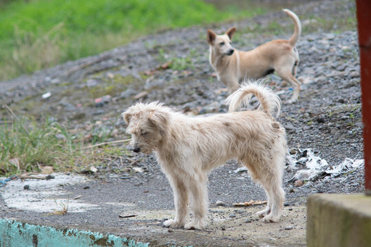 cute pair of working farm dogs patrol the plantation grounds for invasive pests and chase them down