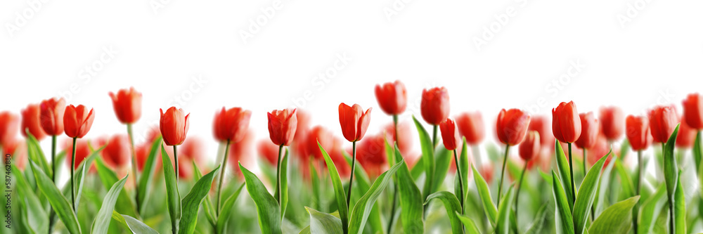 Poster group of red beautiful tulips isolated on transparent background. shallow depth of field. 3d render.